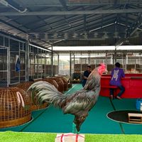 บ้านไร่ ก.กบ ฟาร์ม💚🐔🐓😊💯