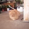 中3だけ　恋バナ　雑談室☺️