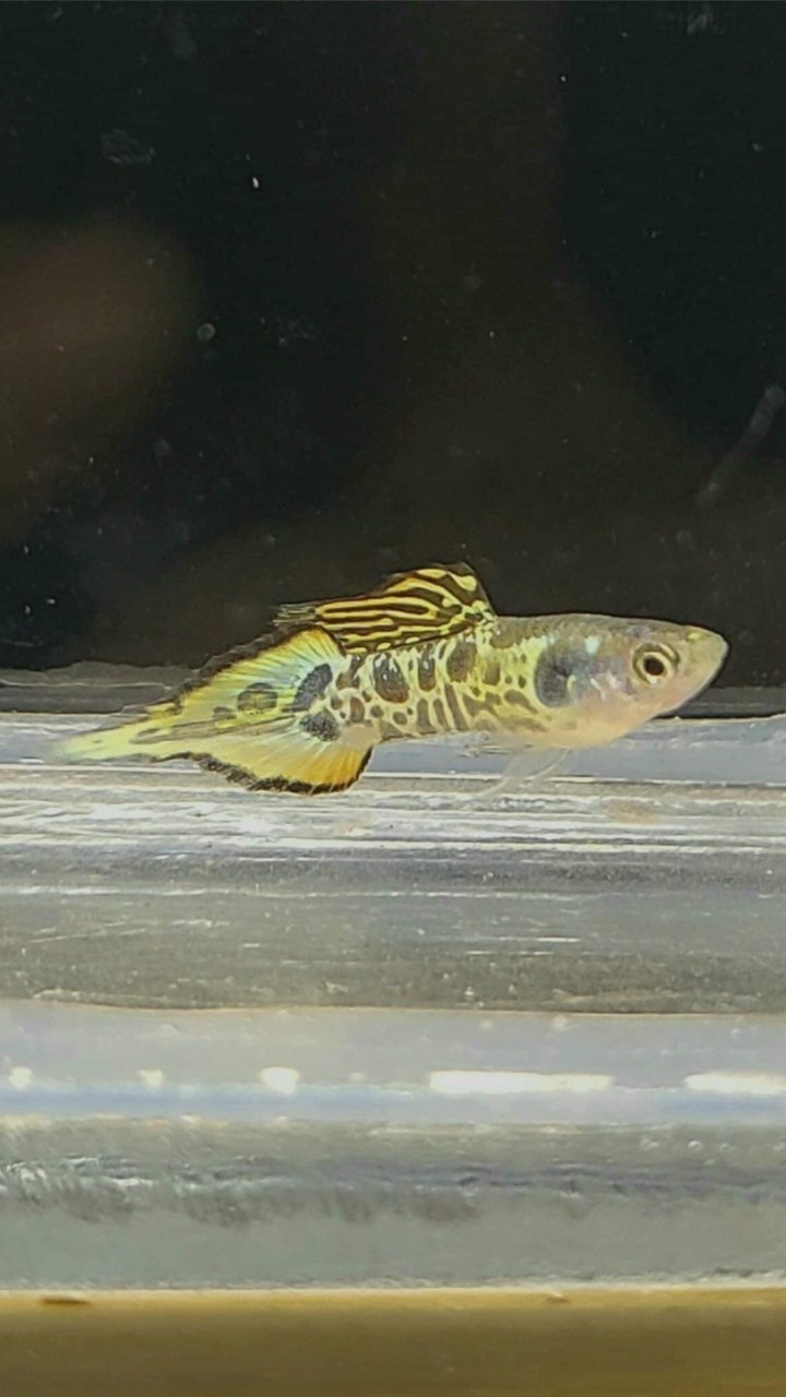 孔雀魚  魚岳龍門 Guppy《經驗交流平台》