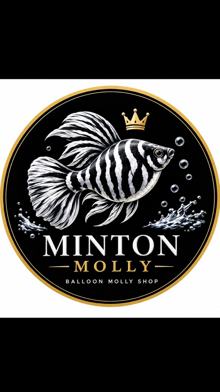 Minton Ballon Molly