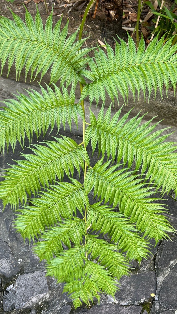 正義