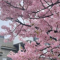 Q媽咪 日韓直擊🇯🇵🇰🇷