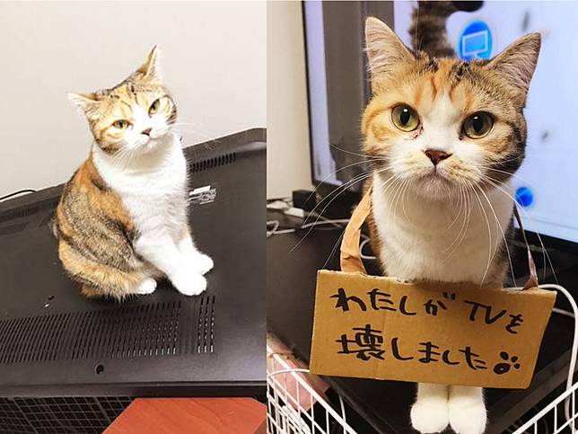 確定有認真反省 為了讓貓主子認罪 日本鏟屎官竟然使出這一招 美周報 Line Today