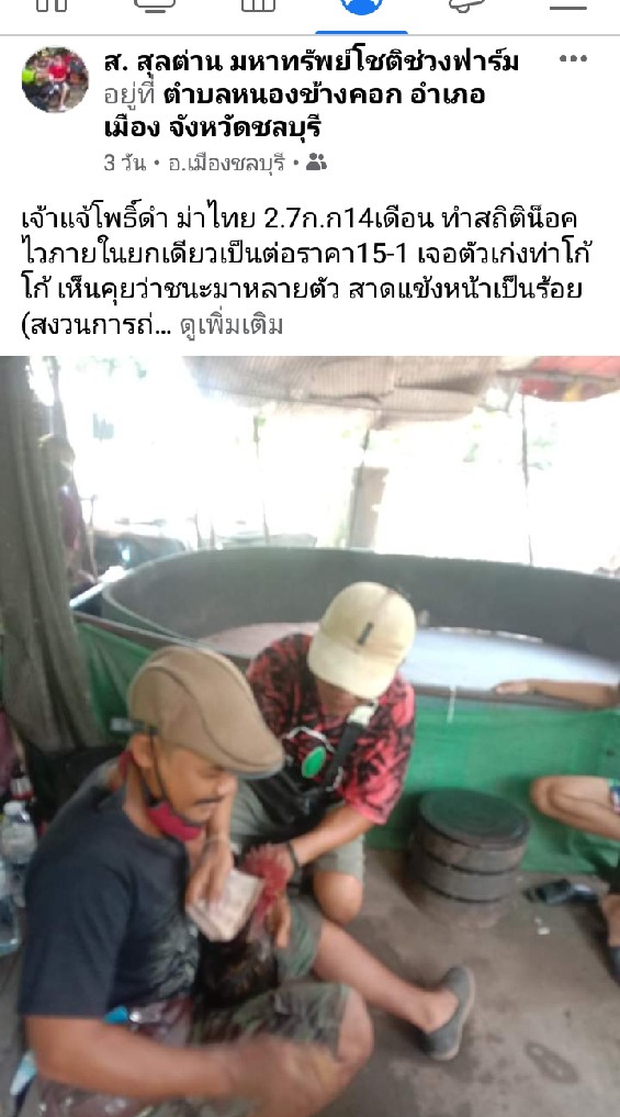 ซื้อขายไก่ชนที่ผ่านไฟท์เท่านั้น
