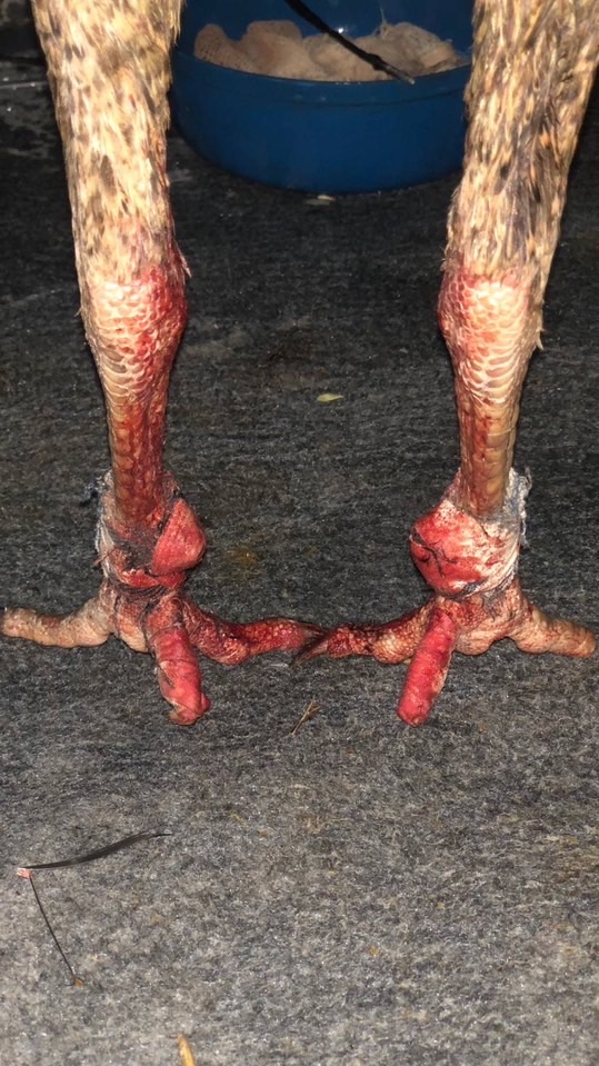 ไก่ชน น็อคเอาท์ 🐓👊