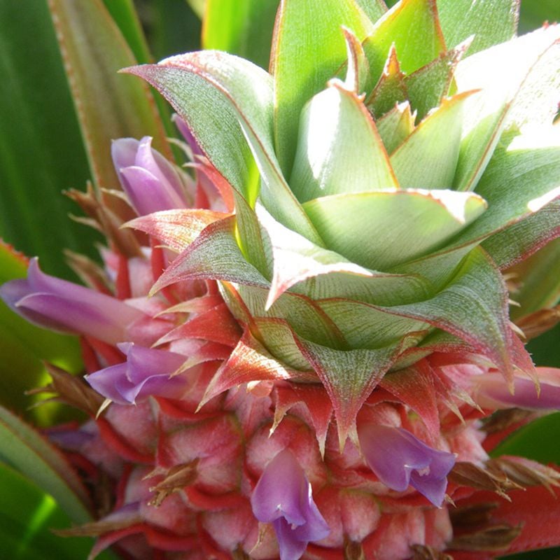 台灣農場趴趴走-[花蓮]採果體驗-富興社區發展協會(鳳梨)