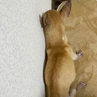 チャンプルモザイク専用