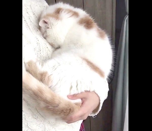雪がコワいにゃ 外を眺めていた猫が咄嗟の行動に