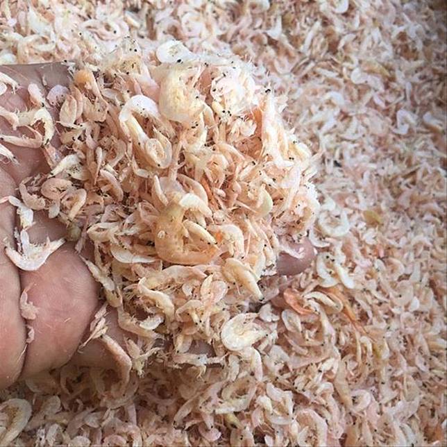 7 Jenis Udang Laut Yang Bisa Dikonsumsi Enak Dan Bergizi Tinggi Merdeka Com Line Today
