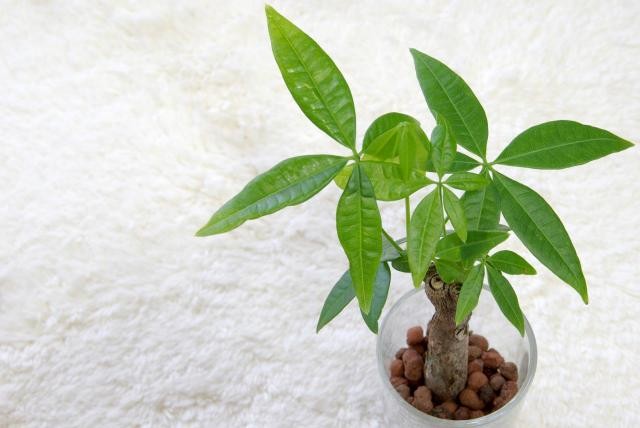 観葉植物 金運 仕事運 上げる種類と置く場所 ウレぴあ総研