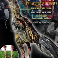 ซุ้มเพชรนาคาป่าก๋อยพัฒนาตีหลัง&ซุ้มส.ริมบึง