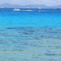 海洋生物について語りませんか
