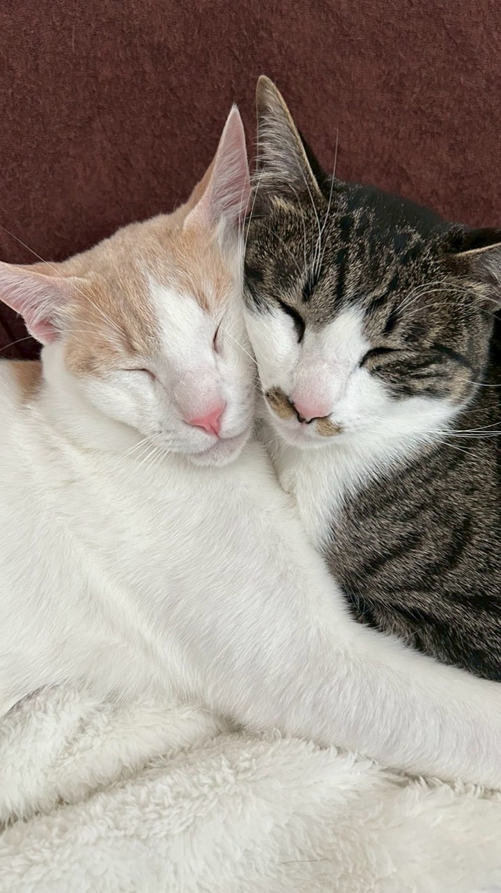 北九州ネコ好き集まれ