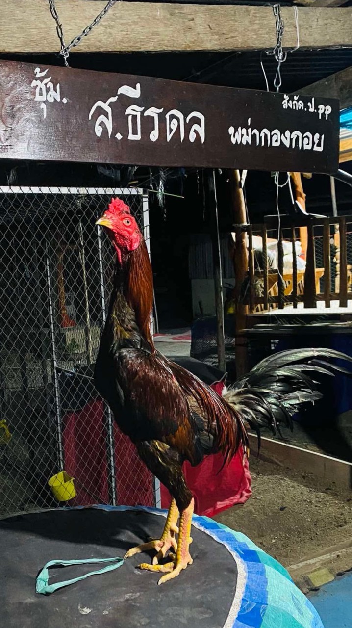 🐔ซุ้ม ส.ธีรดล(สังกัด โก๊เป๊ก ป.PP ฟาร์ม)💀👹