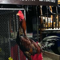 🐔ซุ้ม ส.ธีรดล(สังกัด โก๊เป๊ก ป.PP ฟาร์ม)💀👹