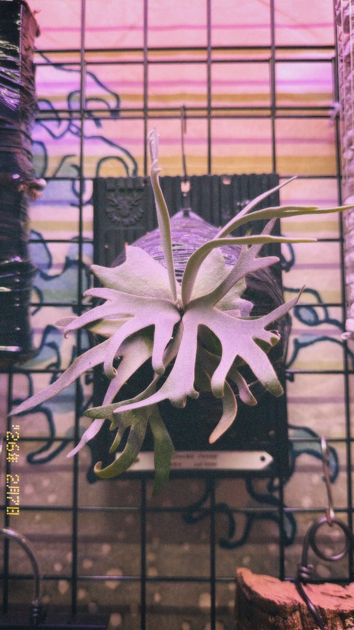 🌱蕨漿🫎