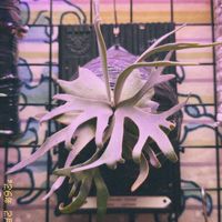 🌱蕨漿🫎
