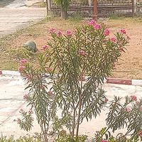 ชอบทับจี