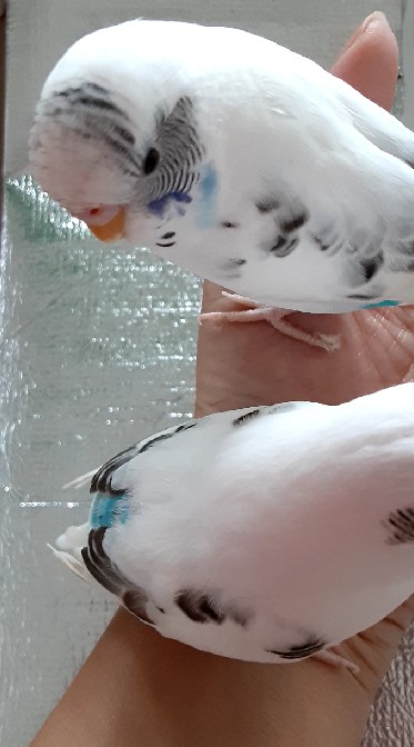 鳥かもしれないのオープンチャット
