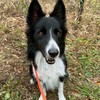 災害救助犬の育成施設立ち上げプロジェクト｜応援オープンチャット｜千葉県八千代市