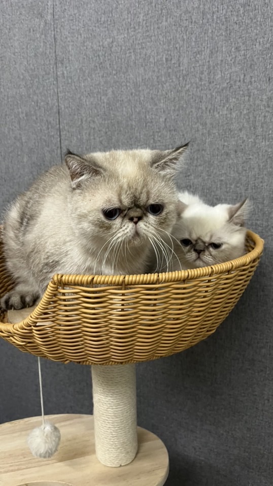 丁叮噹貓舍