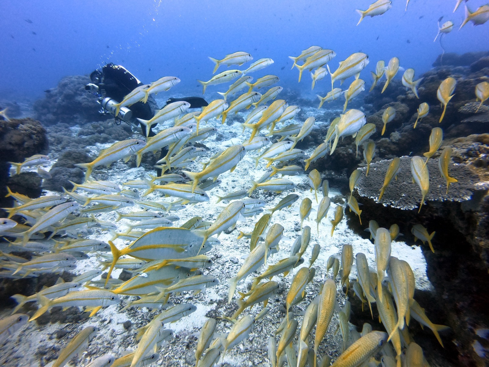 圖片提供/四分之一潛水有限公司