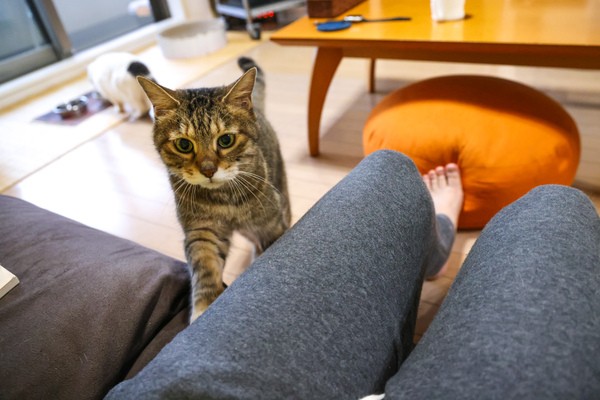 最高で最強の猫撮りカメラ キヤノン Eos R5 誕生