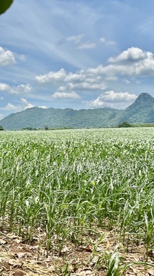 ลงทะเบียนรับเข้า