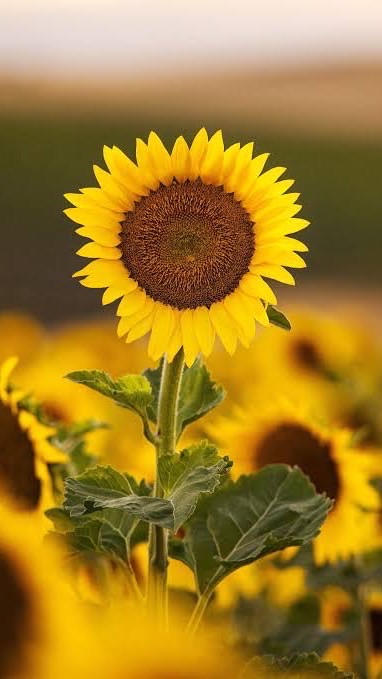 Sunflower Room 🌻