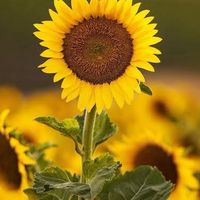 Sunflower Room 🌻