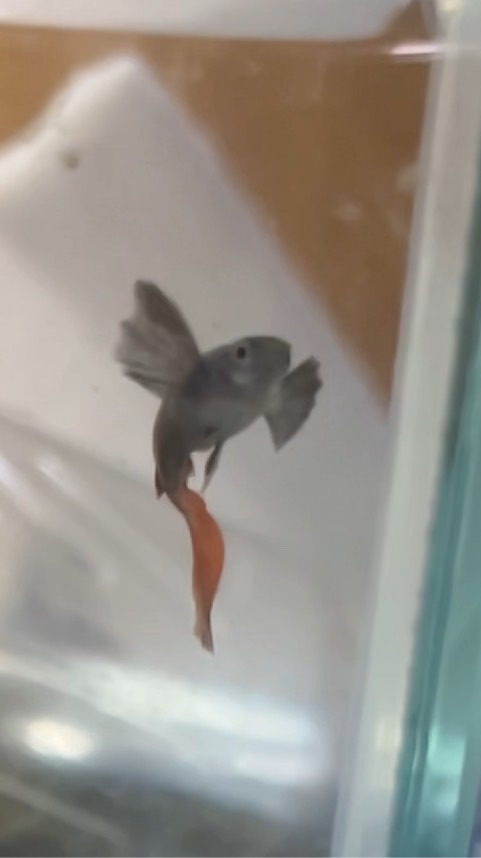 鬥魚孔雀魚自由市集🤞魚隻交流🐠飼養、魚病討論💥