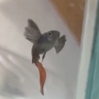 鬥魚孔雀魚自由市集🤞魚隻交流🐠飼養、魚病討論💥