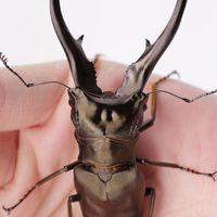 DH Beetle兜鍬飼育交流區