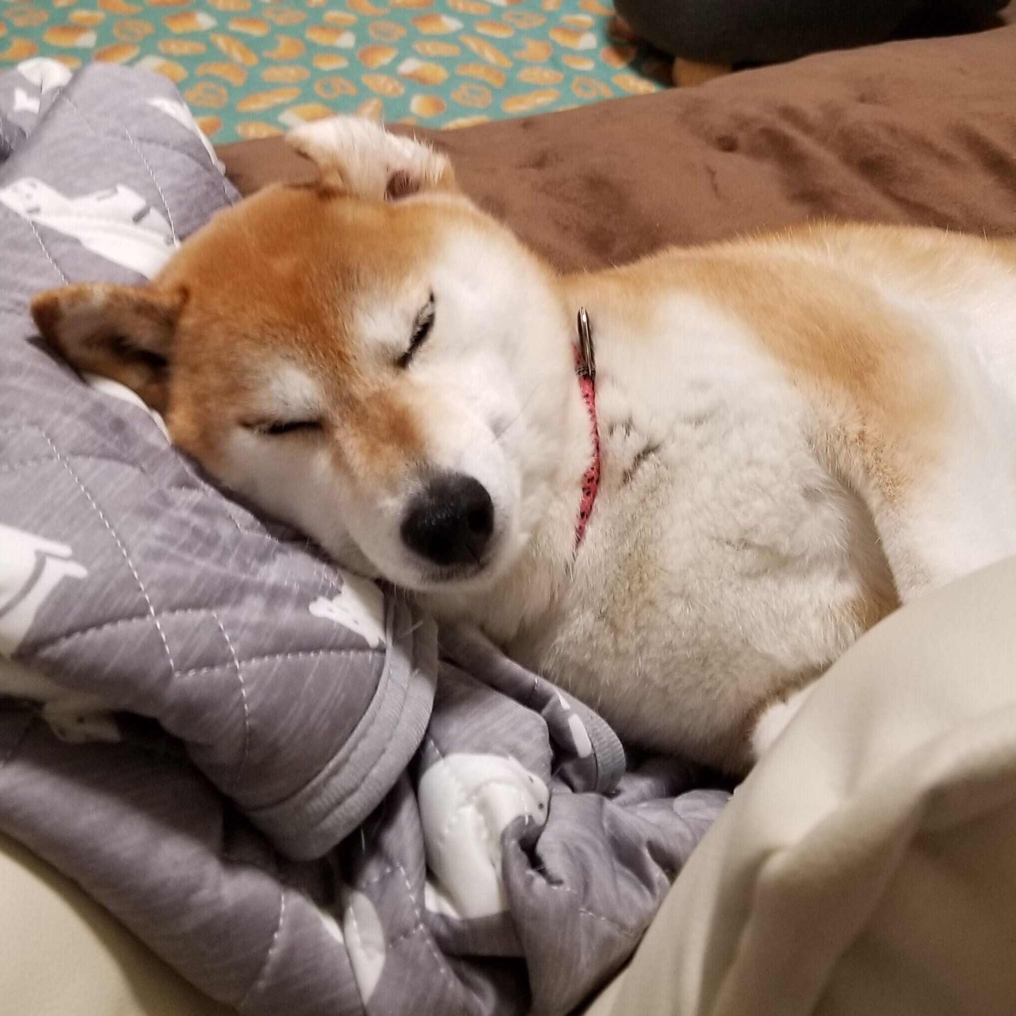 ひげの寝ぐせ 耳ペロ 可愛すぎる柴犬寝ぐせに注目