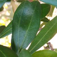 小豆島移住ママの会〜島の育児情報交換〜