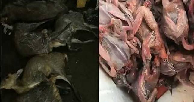 武漢肺炎／無良商人不顧肺炎疫情　殘殺野鹿「屍橫遍野」供饕客享用
