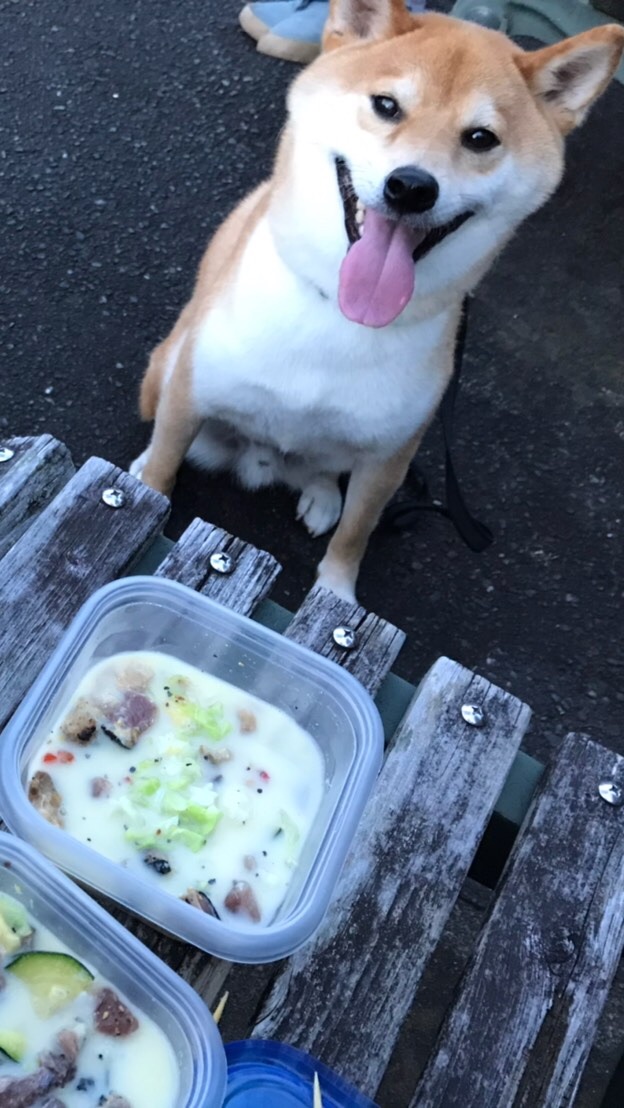 犬への薬膳オープンチャット OpenChat