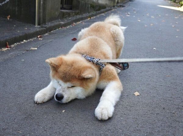散歩に行きたくない秋田犬 拒否犬 レベルを比較すると いぬのきもちnews