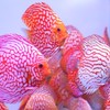 จำหน่ายปลาปอมปาดัวร์ พูดคุย ปรึกษาปัญหาปลาปอม🐠
