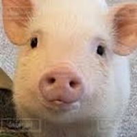 部活サボりの指折れ