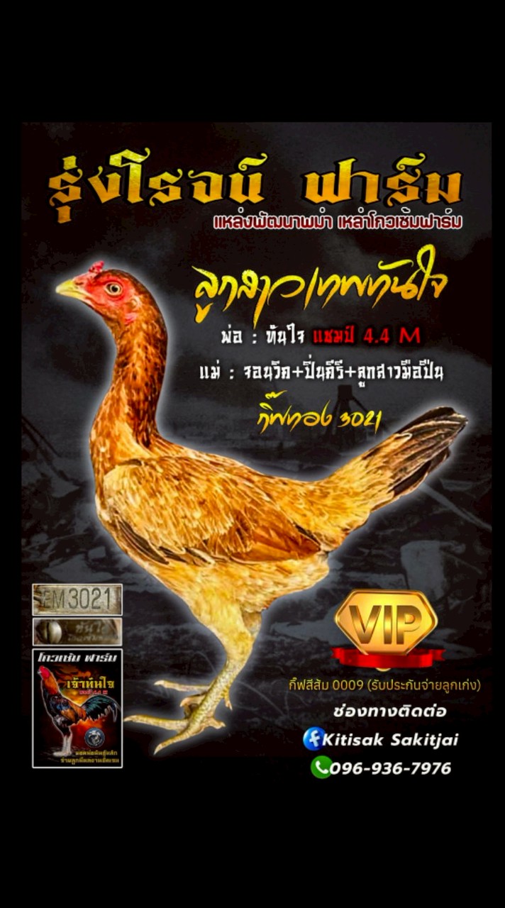 รุ่งโรจน์ฟาร์ม เพชรบุรี🐓🐉❤️