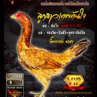 รุ่งโรจน์ฟาร์ม เพชรบุรี🐓🐉❤️