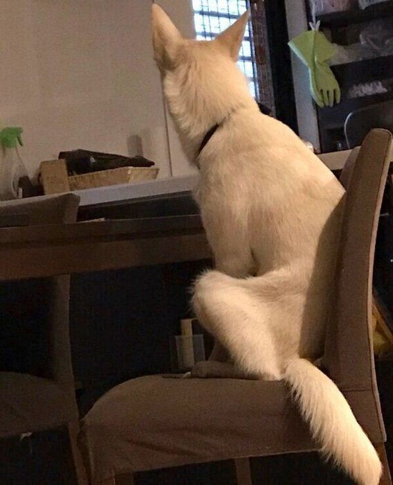 犬が 甘えているとき の鳴き声がおもしろ可愛い