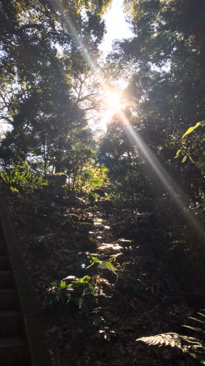🌲里山遊びがしてみたい🌲