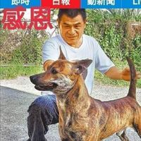 信伏哥訓犬教學