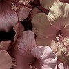 脳が君を忘れてくれないや＊全也Ｈｕｎｔ