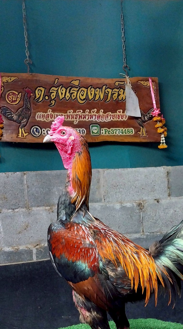 ซุ้ม.ไก่ชน ต.รุ่งเรืองฟาร์ม
