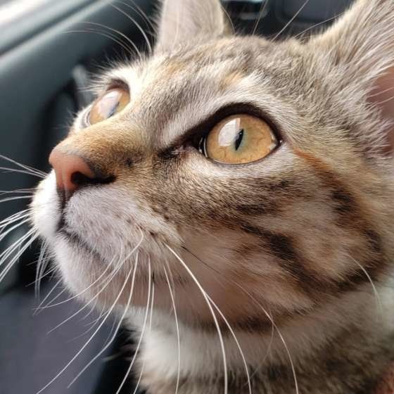 花粉の季節 愛猫にやってあげたいお顔のケアとマッサージ