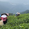 茶改場茶業班（入門三）