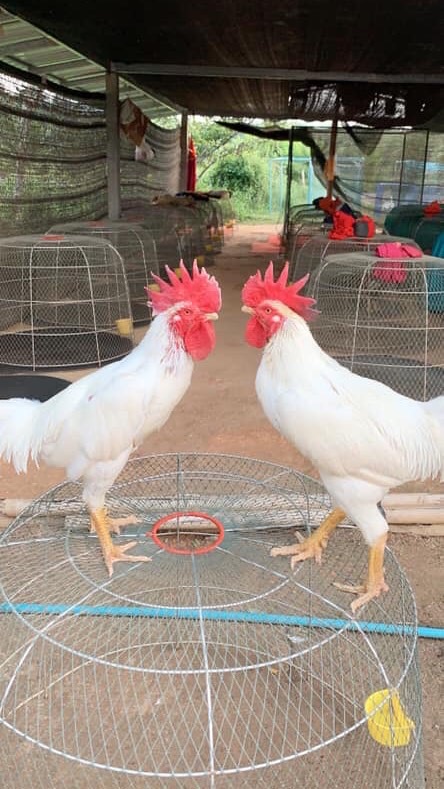 ไก่ชน คนใต้